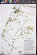 Lepidium montanum var. montanum image