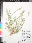 Hordeum murinum subsp. glaucum image