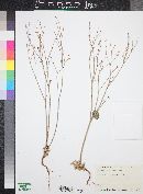 Eriogonum vimineum image