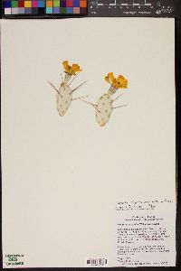 Image of Opuntia triacantha