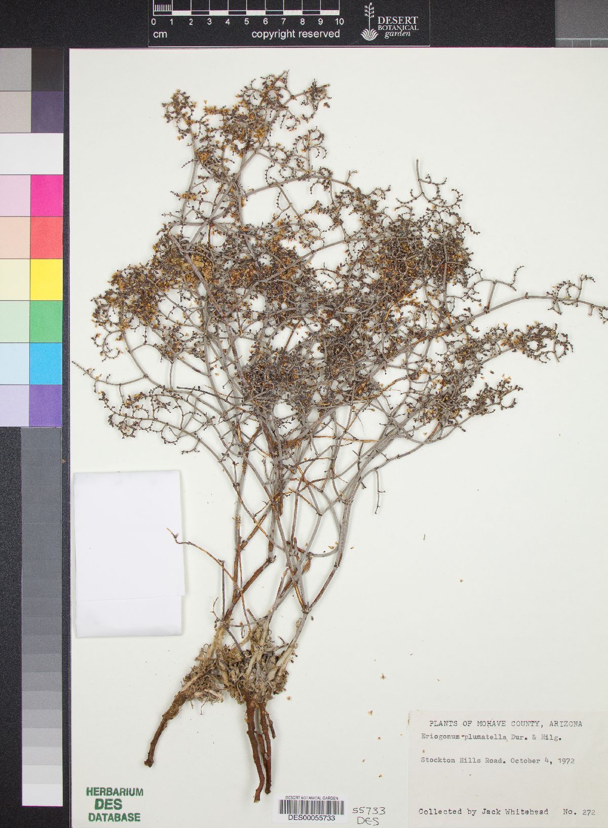 Eriogonum plumatella image