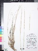 Muhlenbergia rigens image