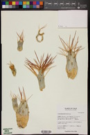 Cumulopuntia boliviana image