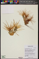 Image of Cumulopuntia hystrix