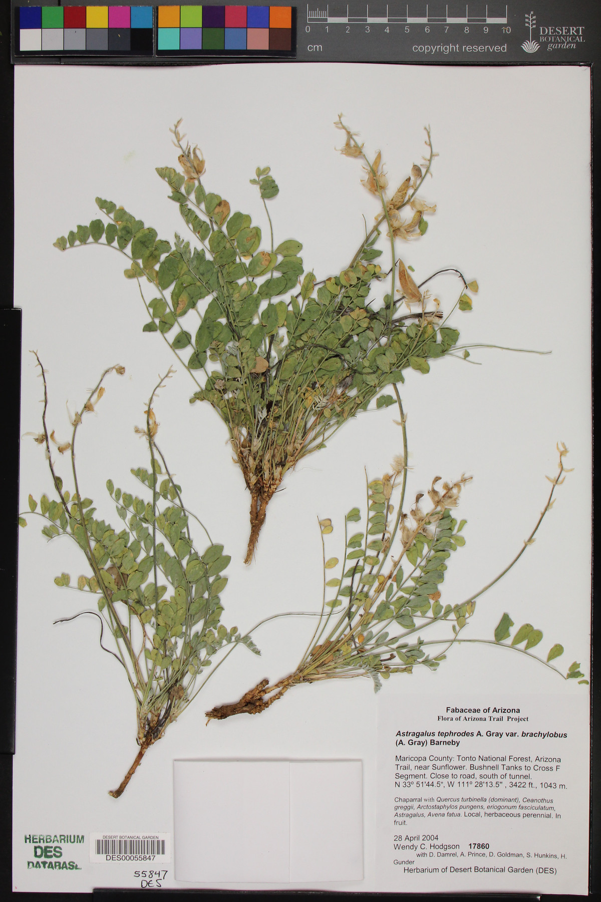Astragalus tephrodes var. brachylobus image