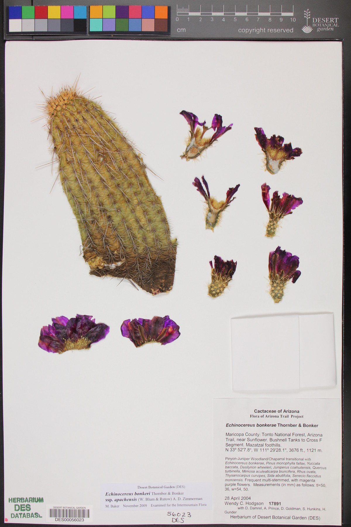 Echinocereus bonkerae subsp. apachensis image