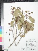 Rhus ovata image