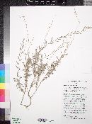 Artemisia bigelovii image