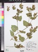 Mirabilis multiflora image