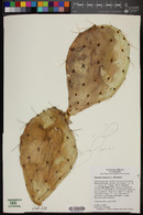 Opuntia robusta image