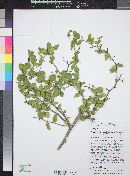 Celtis pallida image