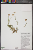 Erigeron concinnus var. concinnus image