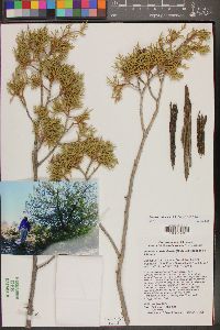 Juniperus coahuilensis image