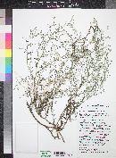 Johnstonella racemosa image