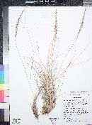 Muhlenbergia palmeri image