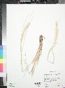 Pennisetum setaceum image