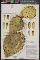 Opuntia stenopetala image