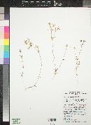 Linanthus bigelovii image