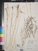 Deschampsia cespitosa image