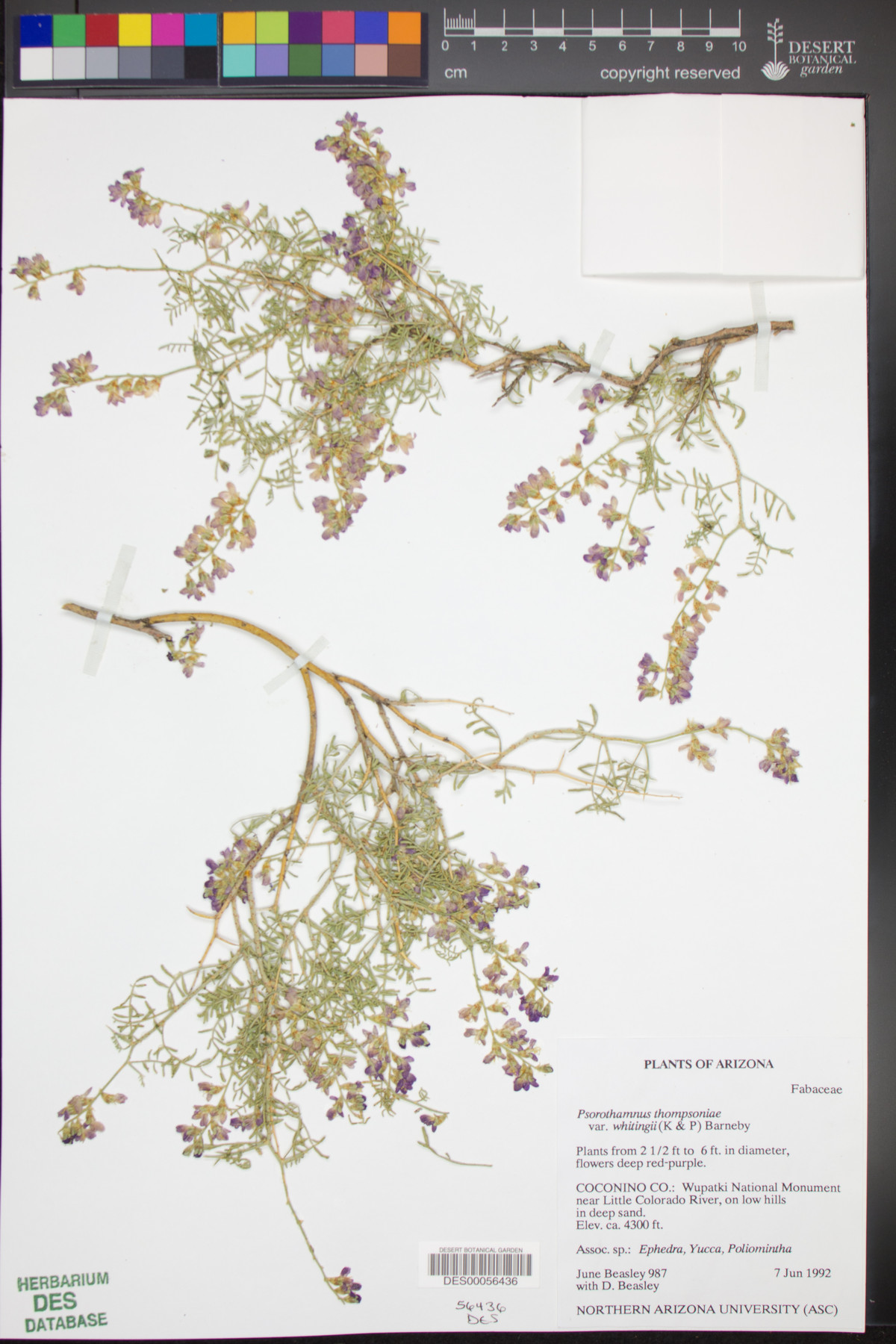 Psorothamnus thompsonae var. whitingii image