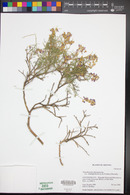 Psorothamnus thompsonae var. whitingii image