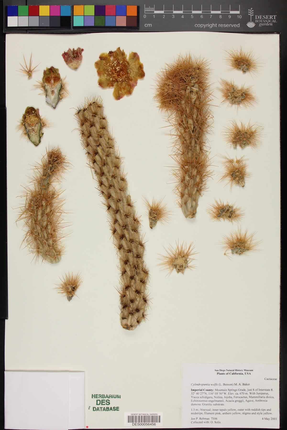 Cylindropuntia wolfii image