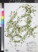 Maurandella antirrhiniflora image