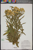 Baccharis salicifolia image