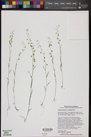 Thysanocarpus curvipes image