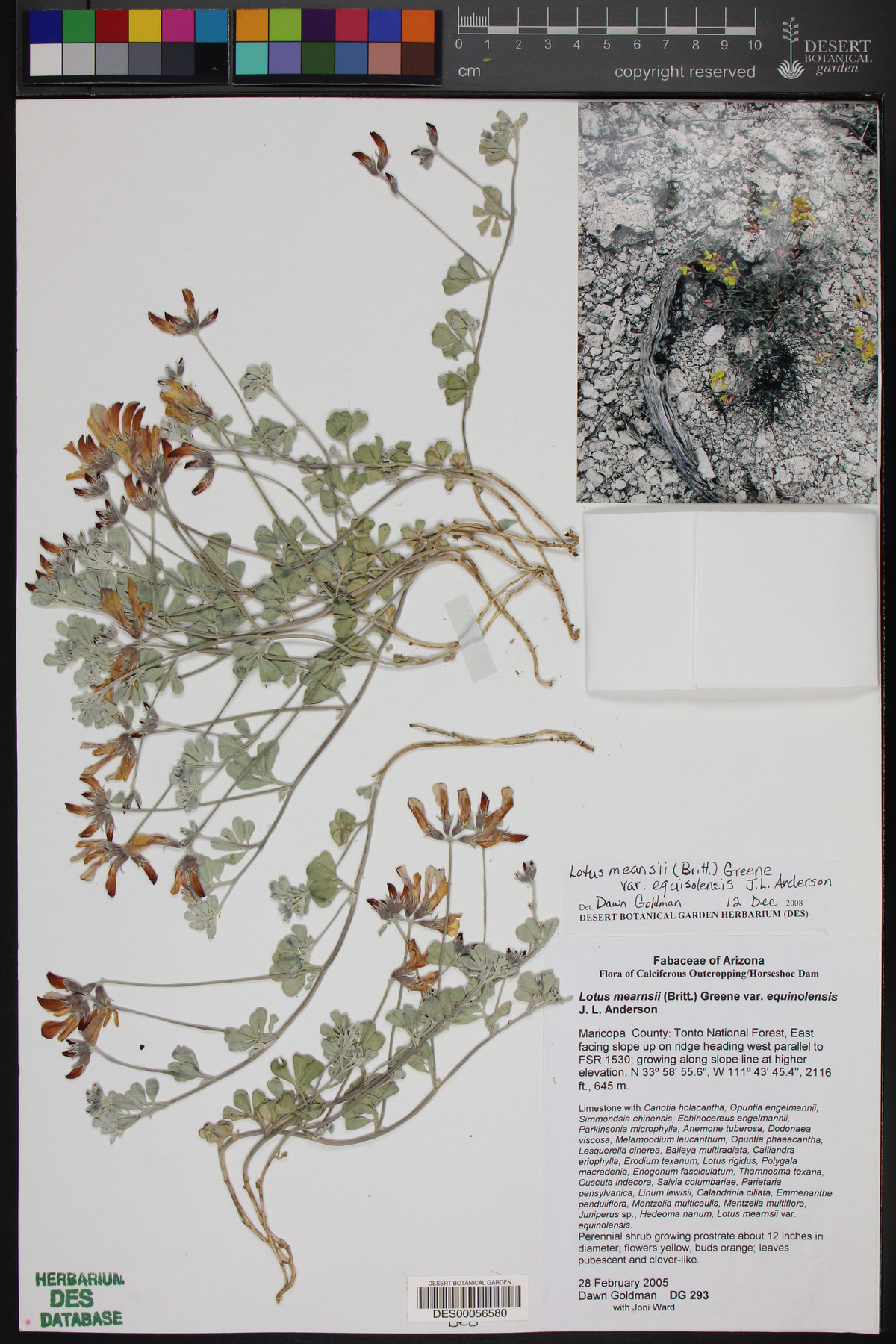 Acmispon mearnsii var. equisolensis image