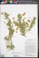 Acacia greggii image