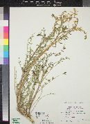 Astragalus lentiginosus var. yuccanus image