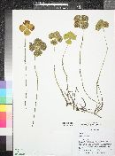 Marsilea quadrifolia image