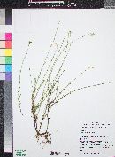 Penstemon linarioides image