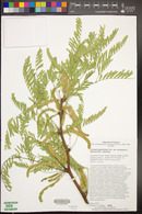 Prosopis glandulosa image