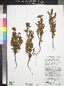 Phacelia crenulata var. angustifolia image