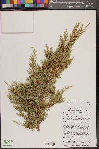 Juniperus coahuilensis image