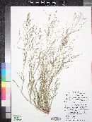 Eragrostis mexicana image