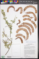 Acacia greggii image