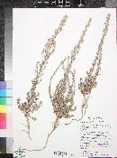 Artemisia carruthii image