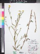 Heliomeris multiflora image