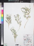 Galium stellatum image