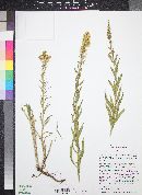 Solidago canadensis image