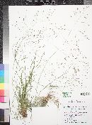 Eragrostis intermedia image