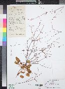 Eriogonum trichopes image