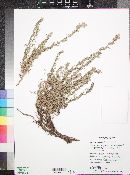 Artemisia carruthii image