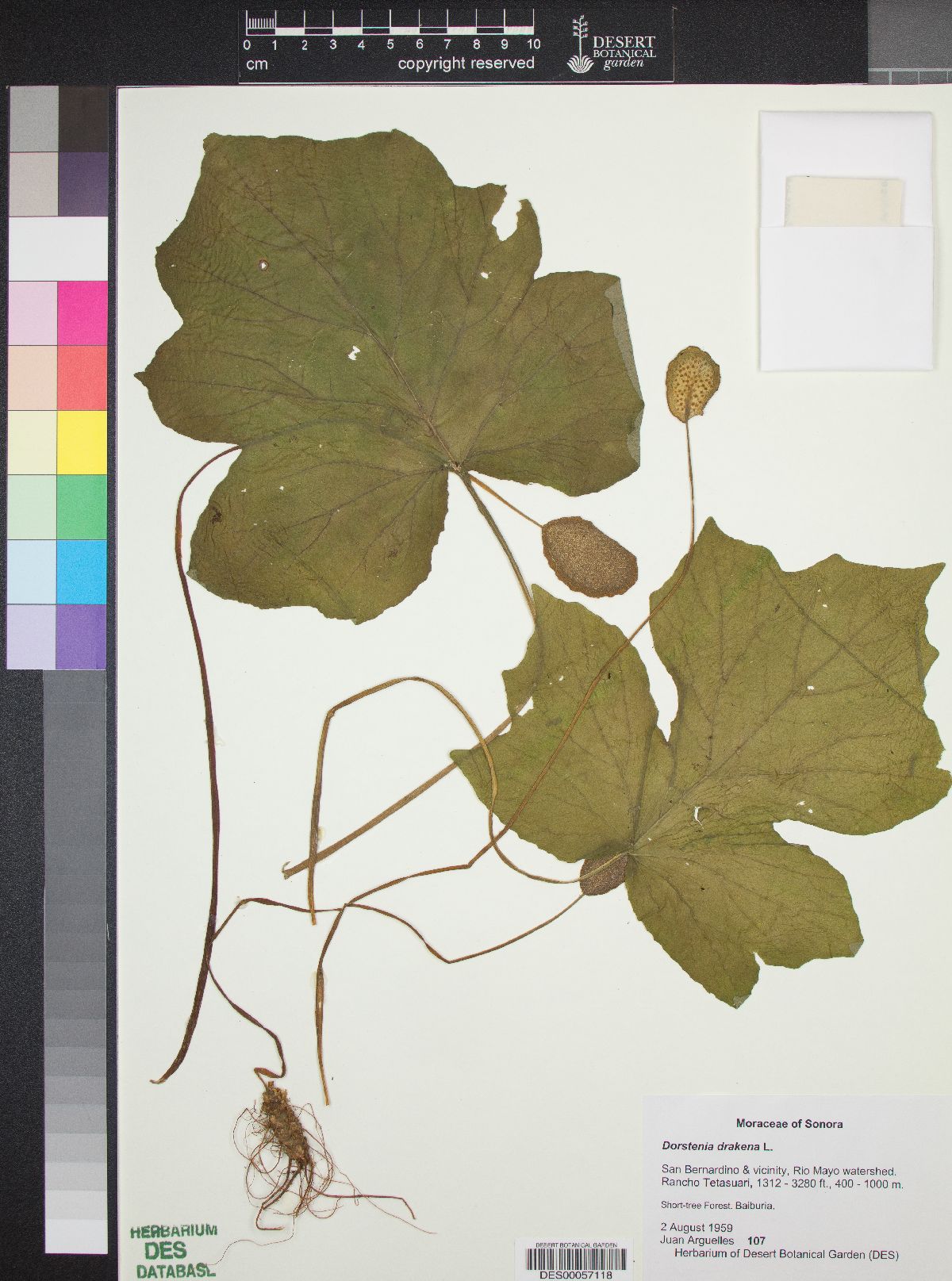Dorstenia drakeana image