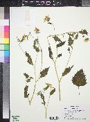 Sclerocarpus spathulatus image