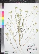 Cryptantha pterocarya image