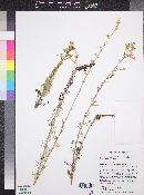 Ipomopsis aggregata var. maculata image